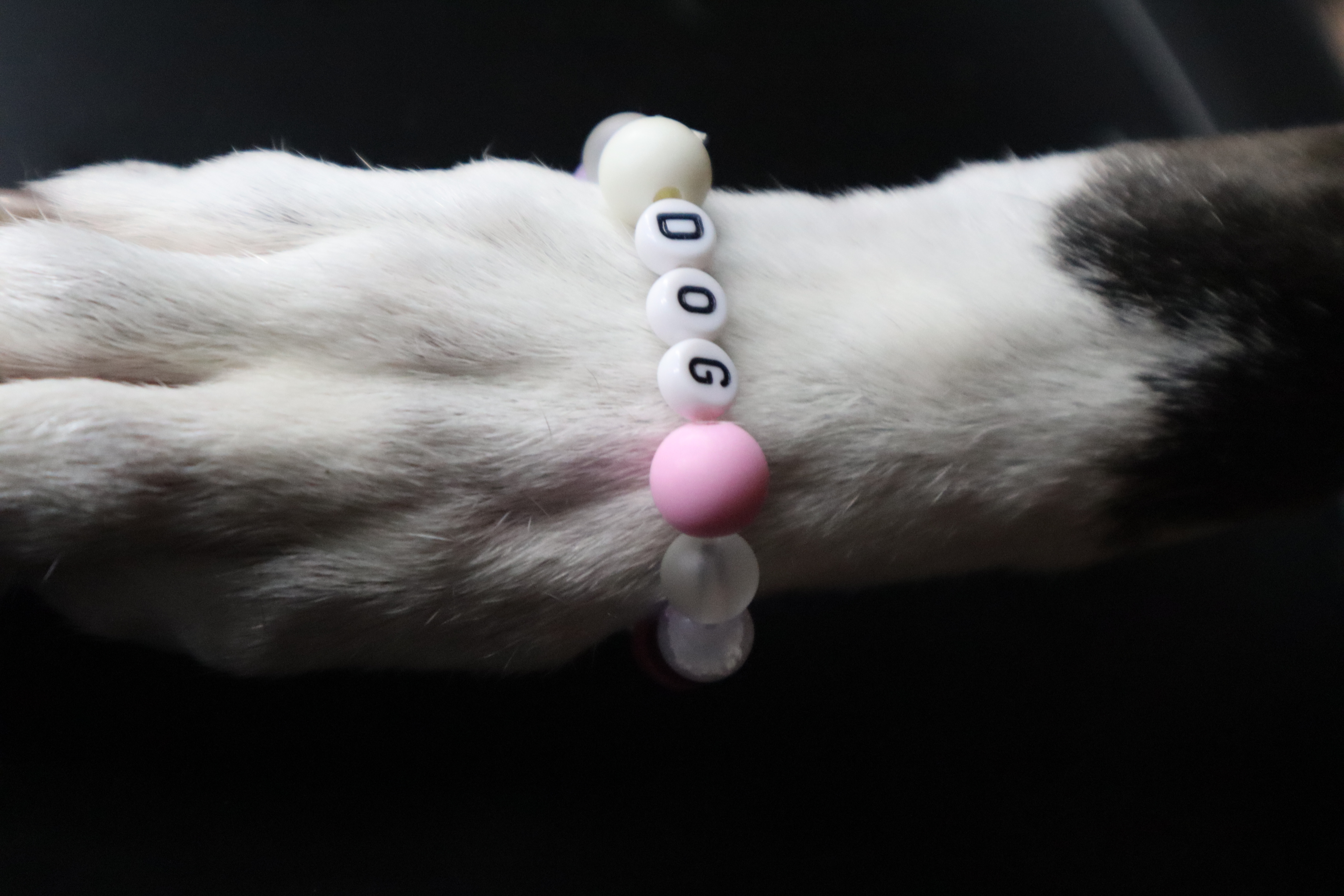 Pet Bracelets
